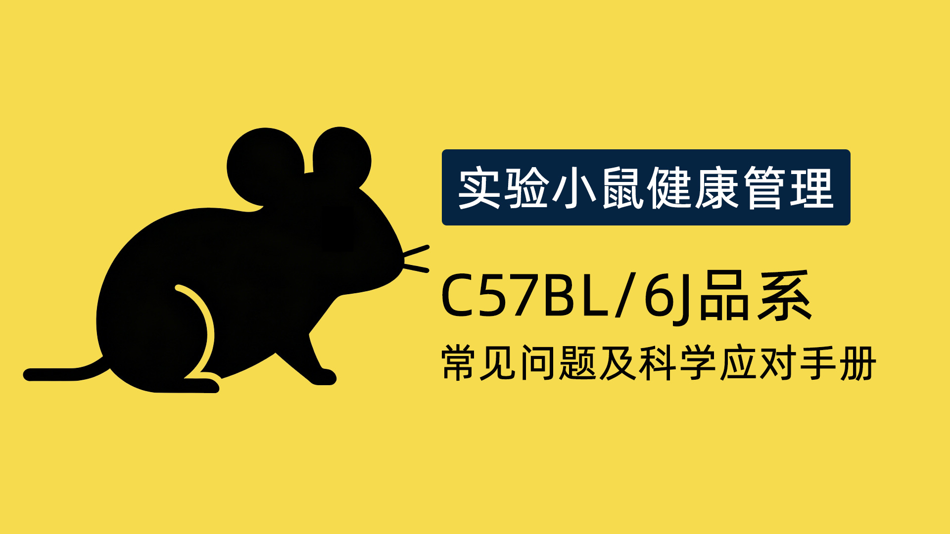 实验小鼠健康管理:C57BL/6J品系常见问题及科学应对手册
